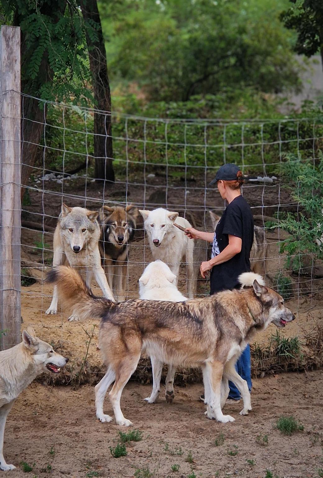 Wolfdog Paradise