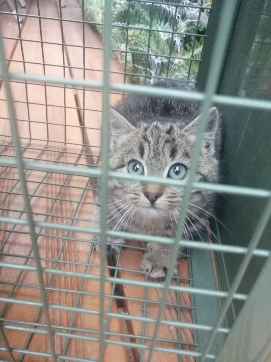 Tierschutzverein Katzfatz - Tierheim für Streunerkatzen