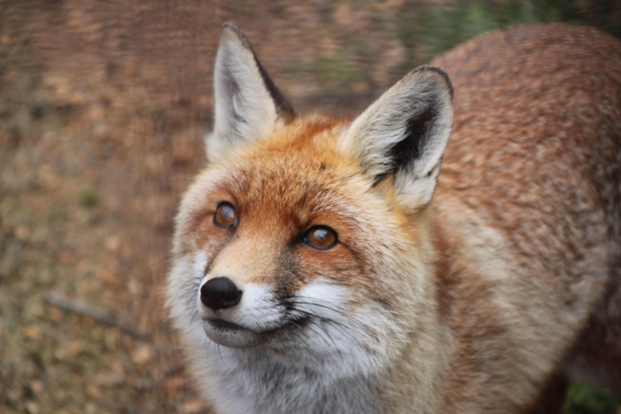 Fundación Zoo de los Pirineos