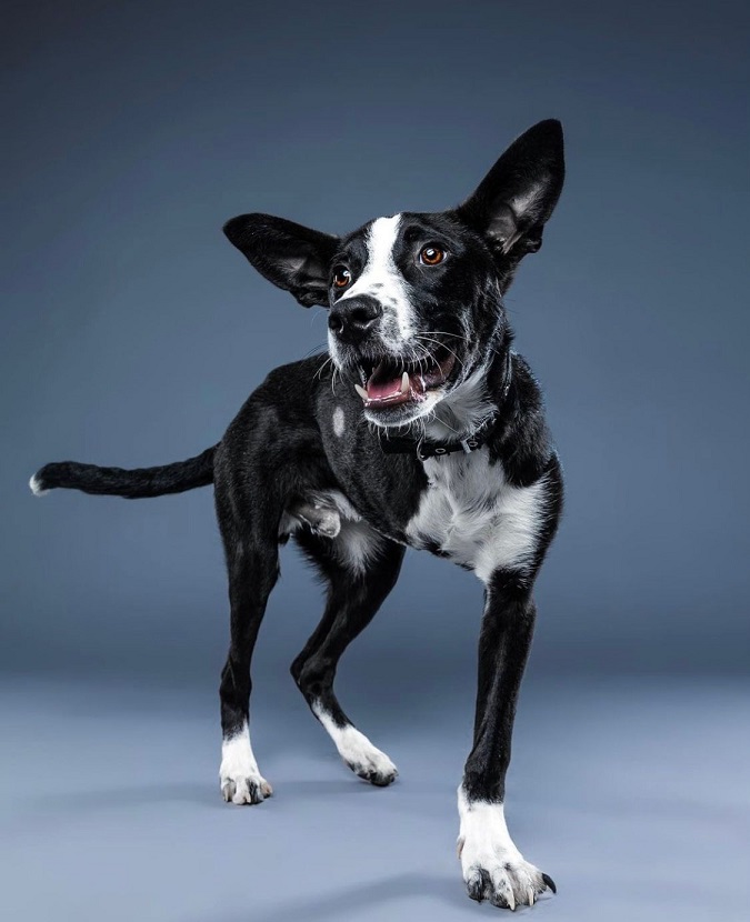 Nos loulous du Liban