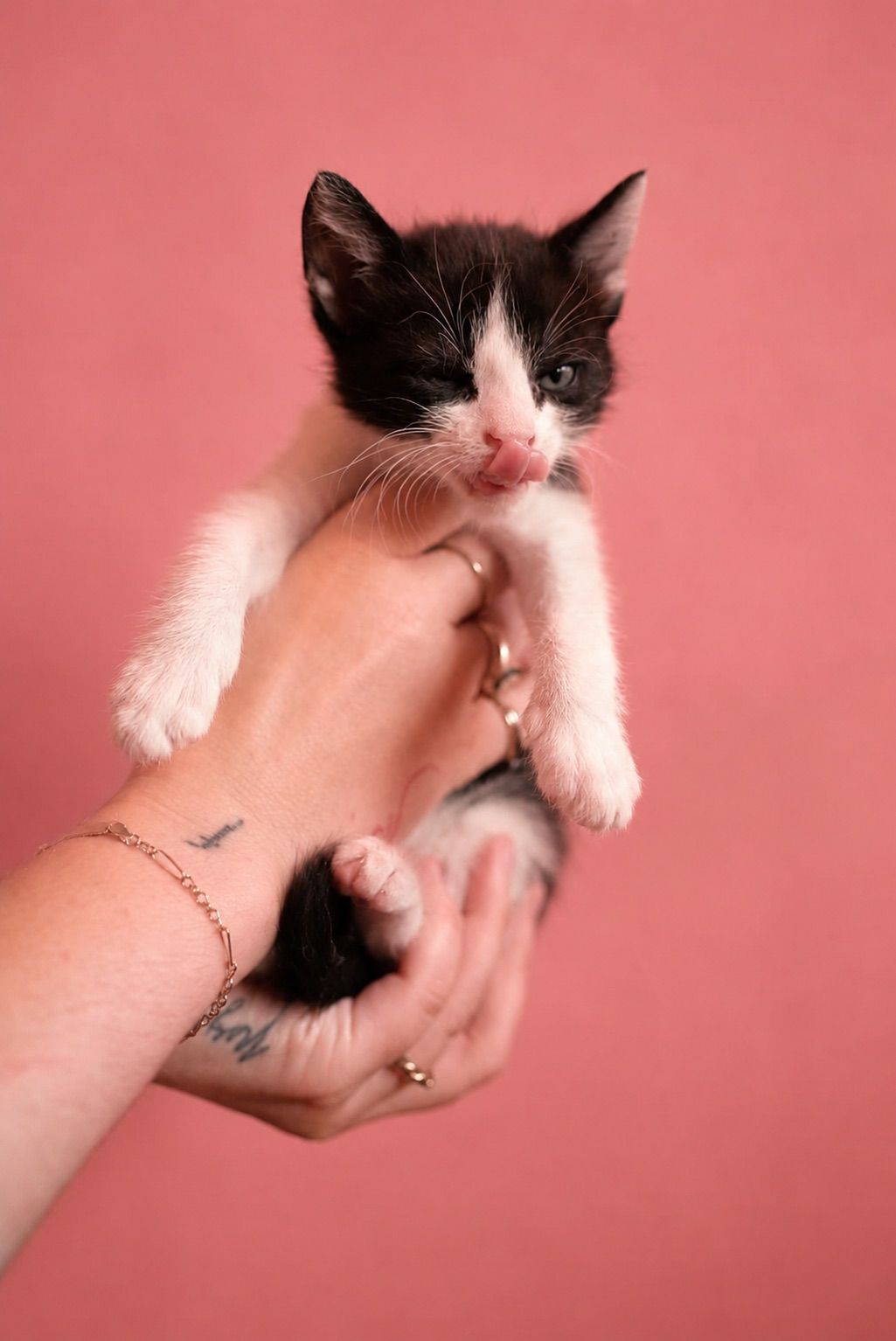 El Purrrgatorio