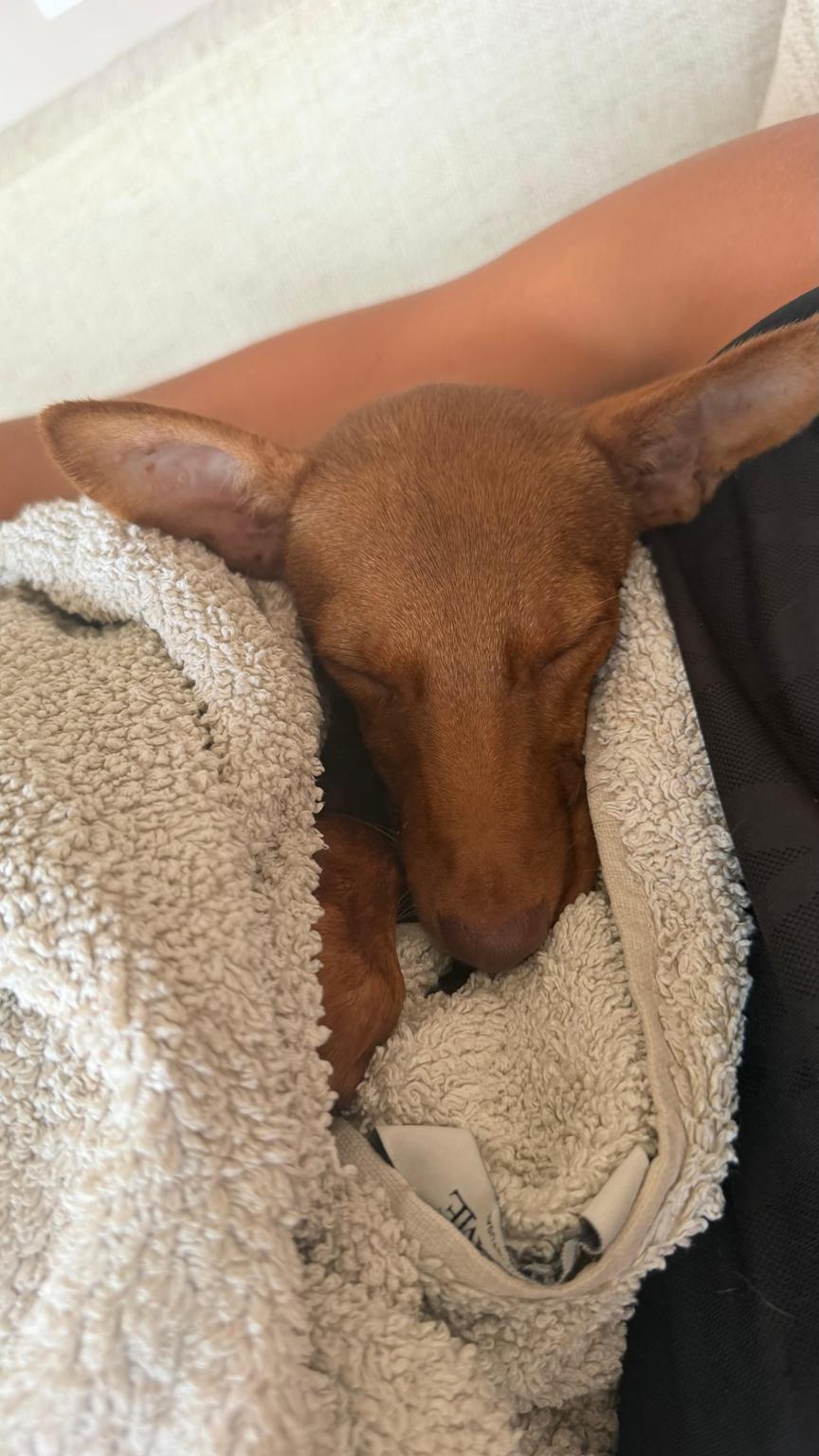Recaudación de fondos para el tratamiento , rescate y ayuda de animales