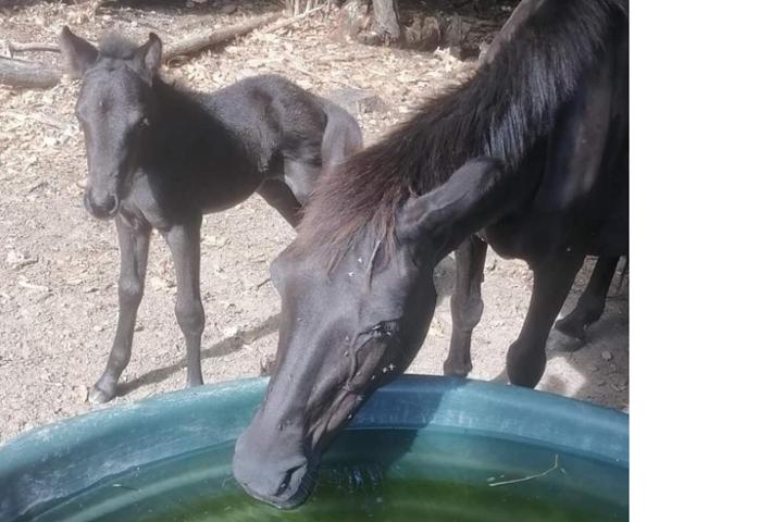 Les poneys d'Equi'Libre