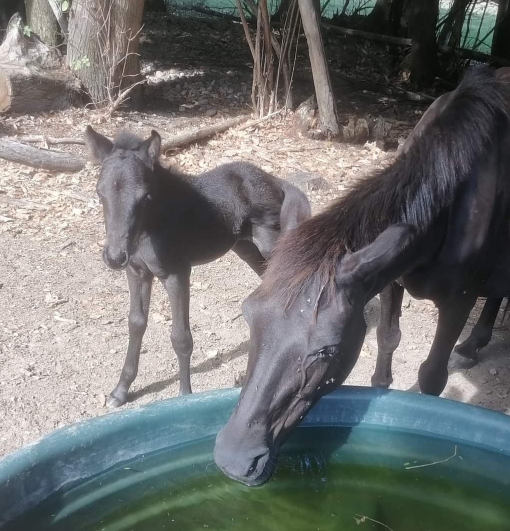Les poneys d'Equi'Libre