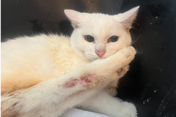 Yuki e Pupetta Animal Welfare Association ODV - ETS