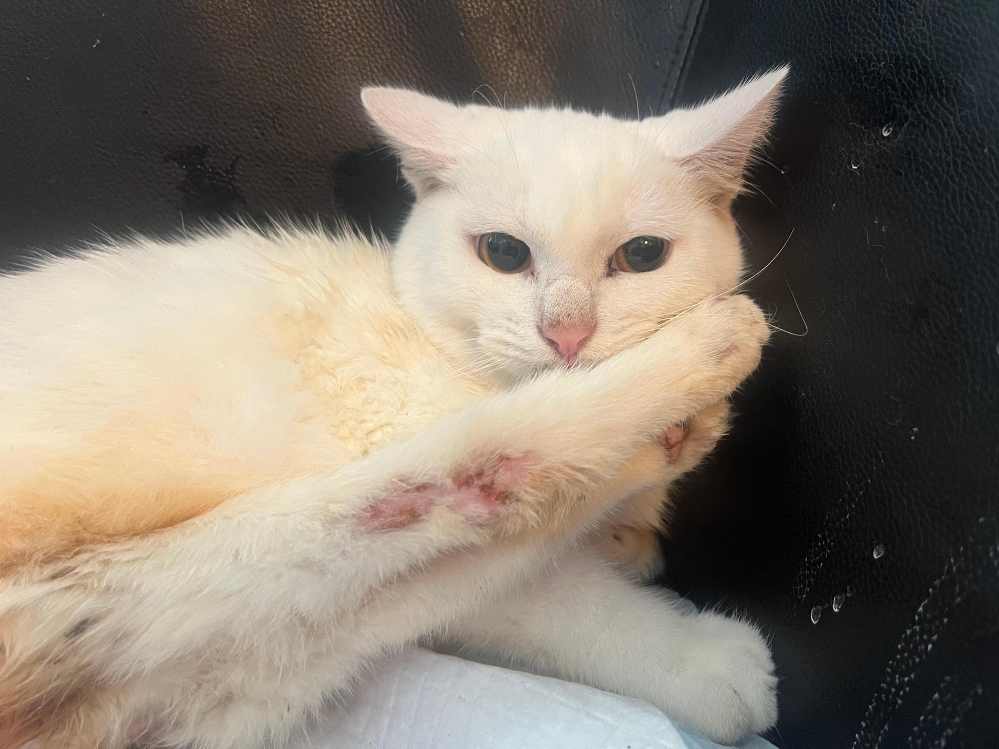 Yuki e Pupetta Animal Welfare Association ODV - ETS