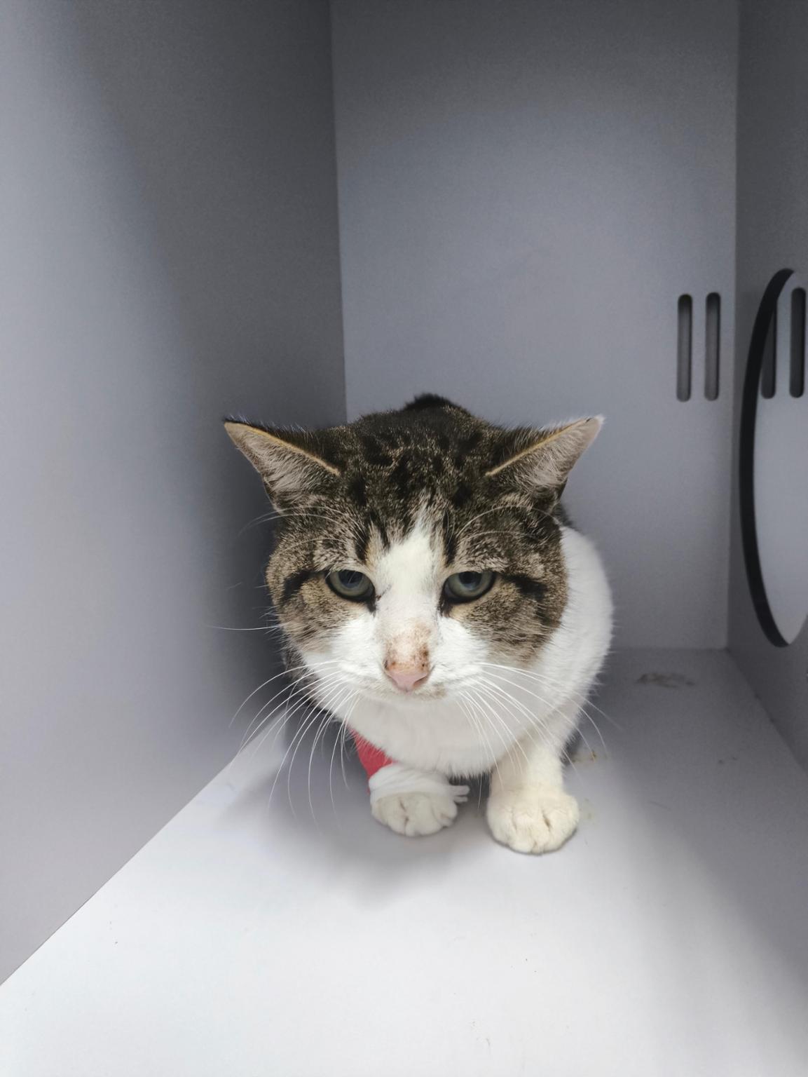 Ayuda al corazón ❤️ de Corazón ❤️. Rescátame Murcia