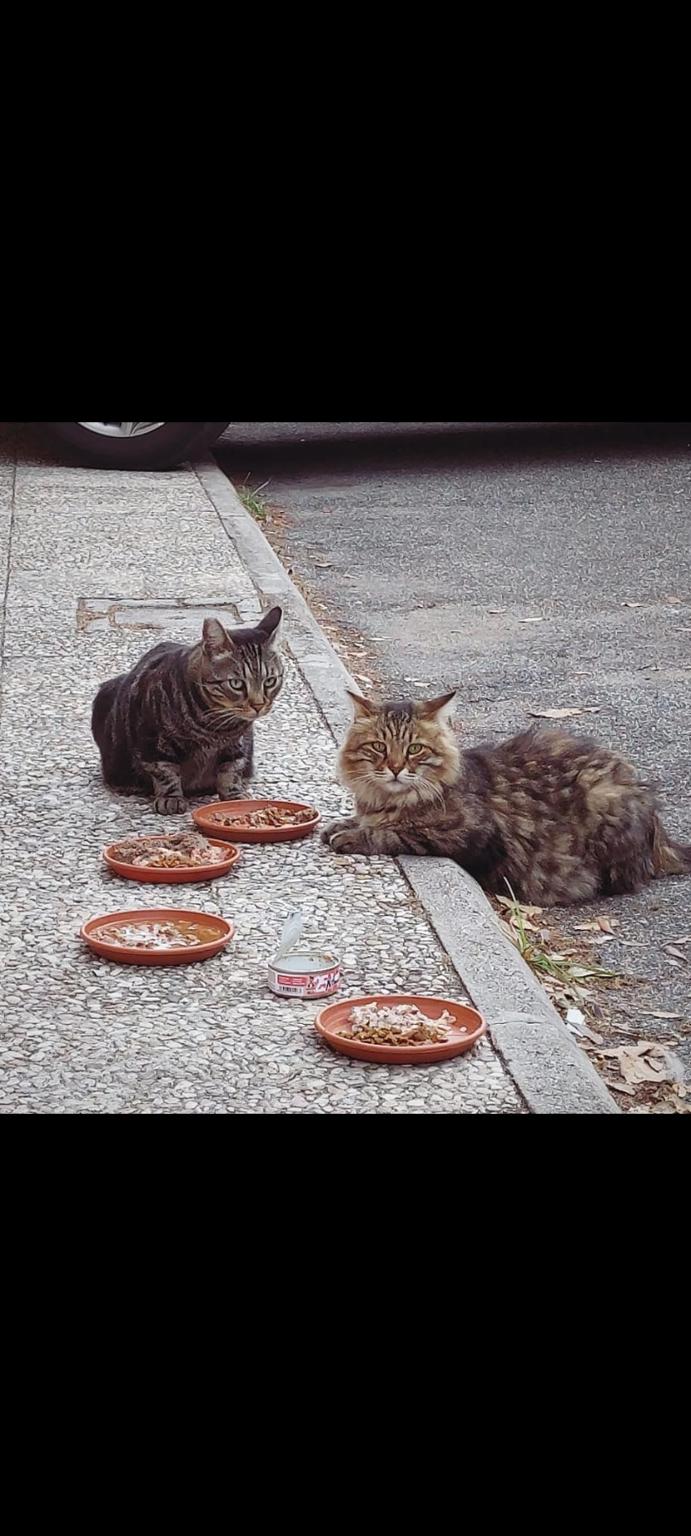 Colonia felina Principessa Lido di Ostia