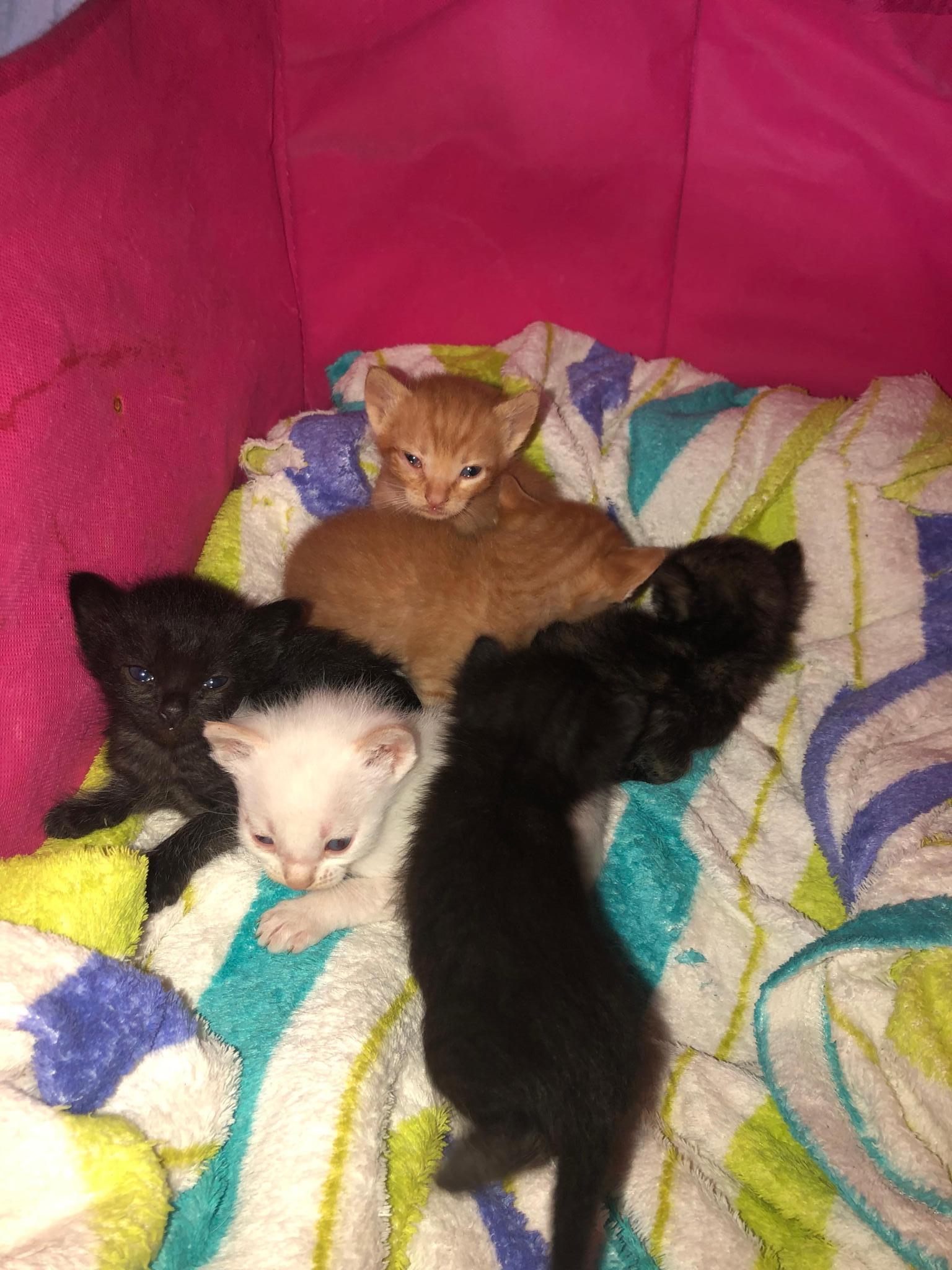 Castracion gatos