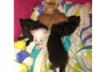 Castracion gatos
