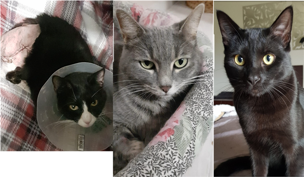 Association La Vraie Magie des Chats