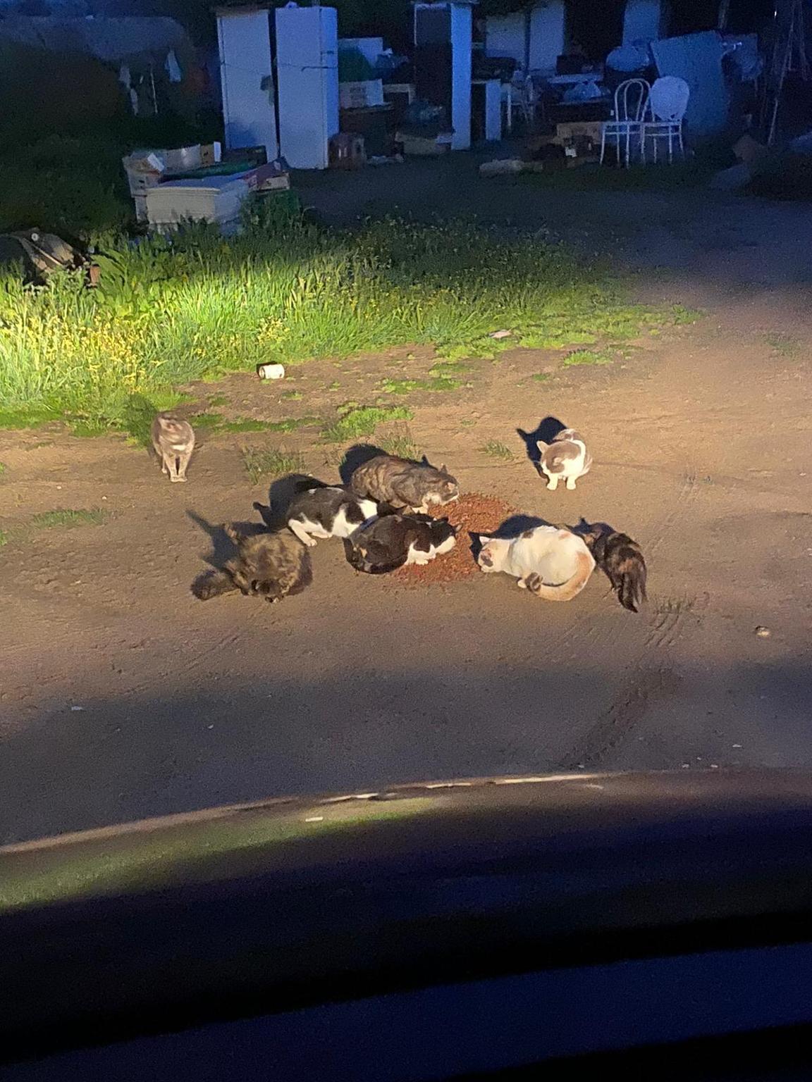 CES Encinar/Sanchinarro