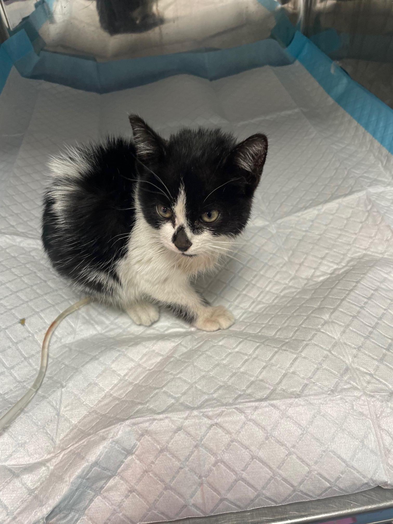 AYUDA GASTOS VETERINARIOS OREO