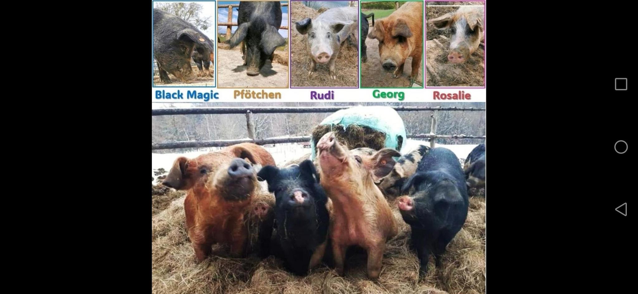 The_5_lucky_pigs