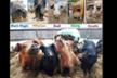 The_5_lucky_pigs