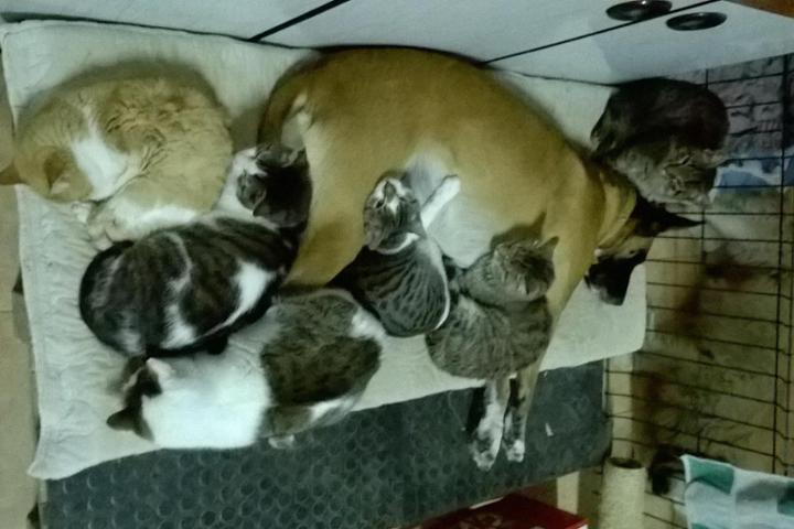 Ayuda a los animales de la calle