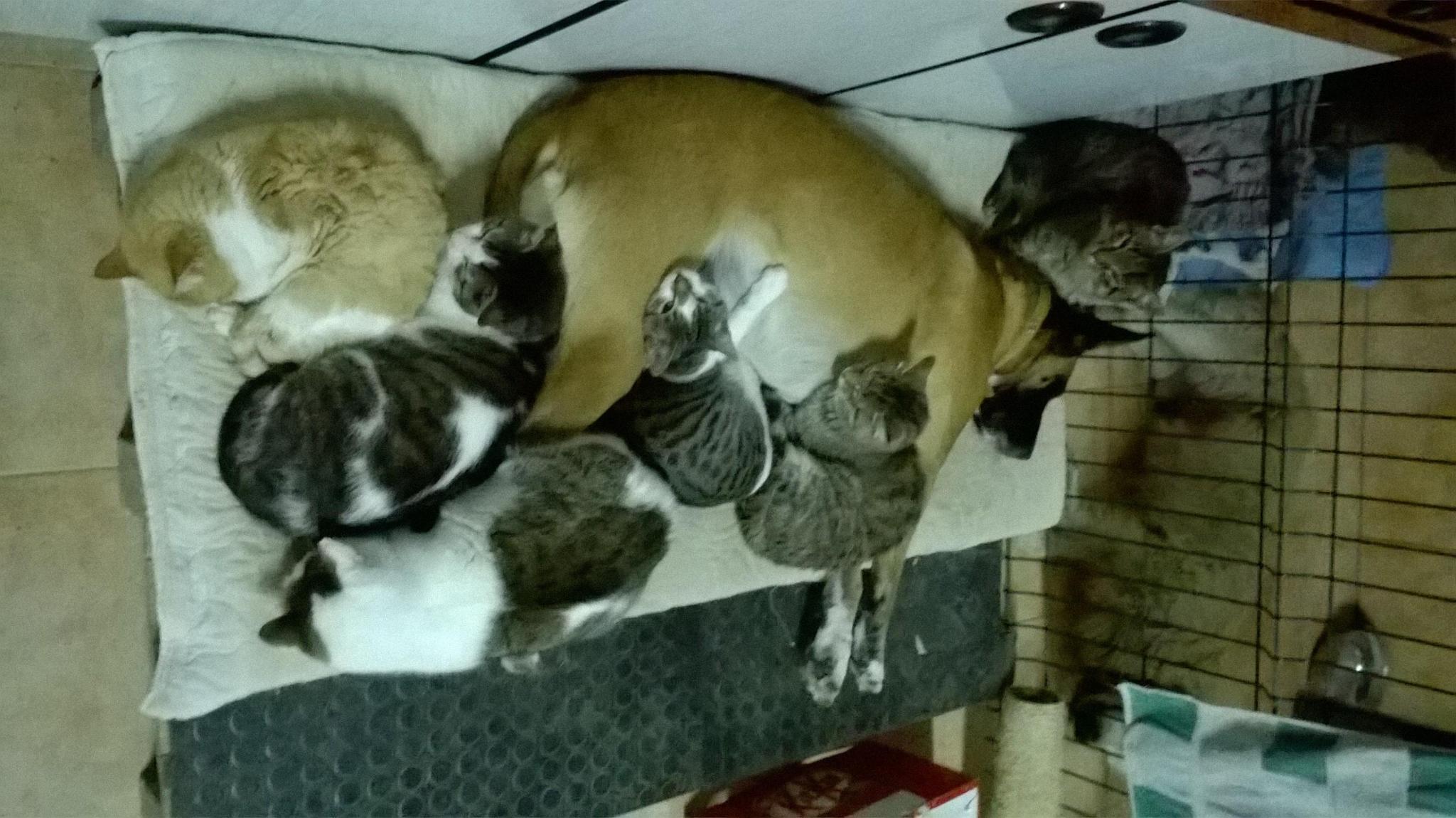 Ayuda a los animales de la calle