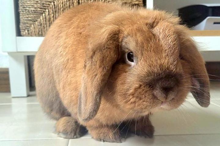 FONDOS PARA REFUGIO/PROTECTORA