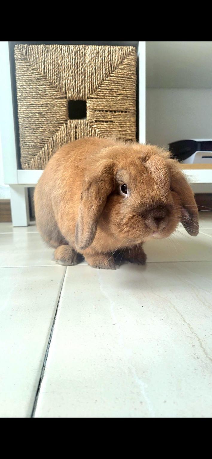 FONDOS PARA REFUGIO/PROTECTORA