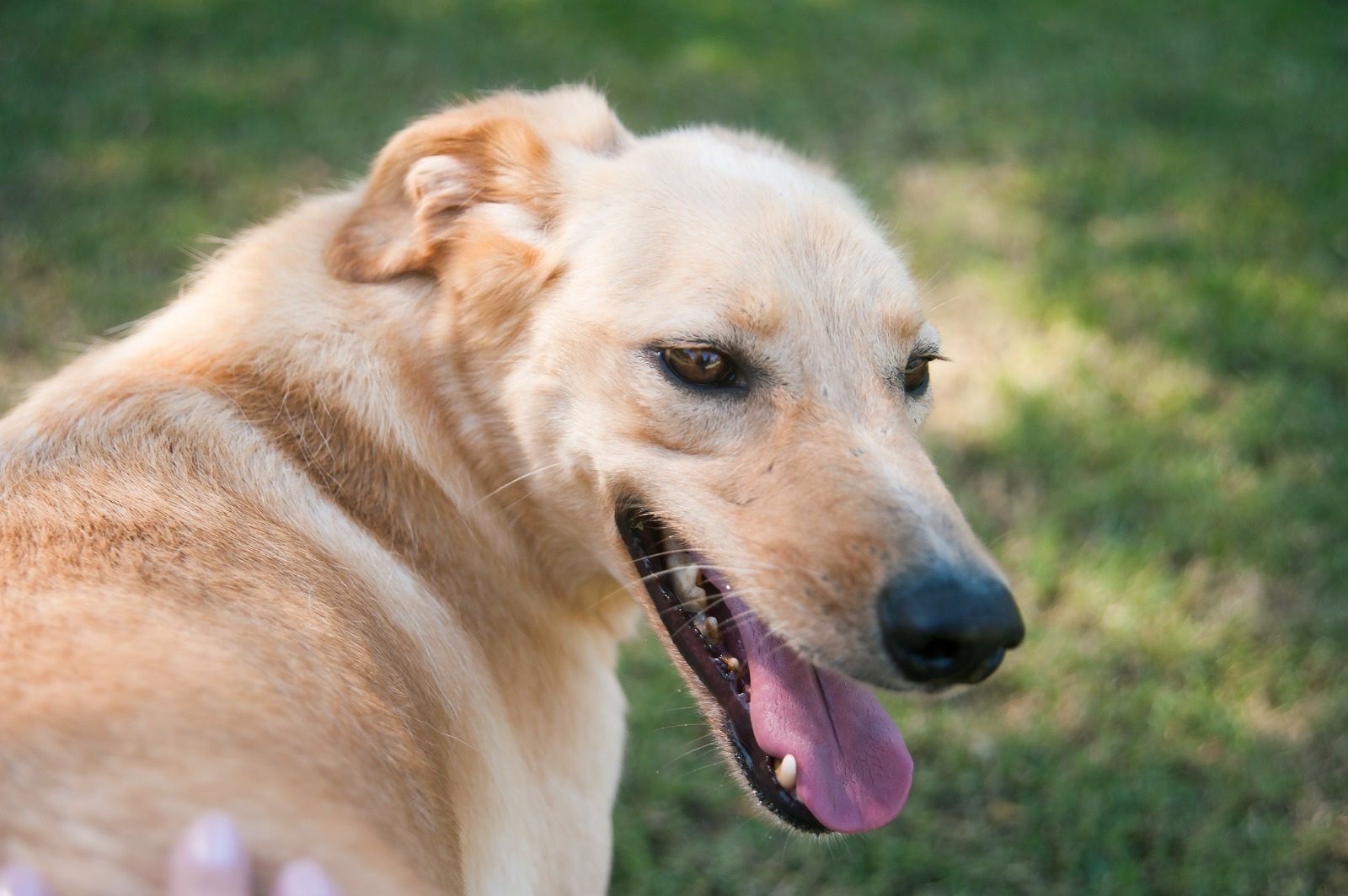 Sostieni le Magie di Trinchetto Odv!