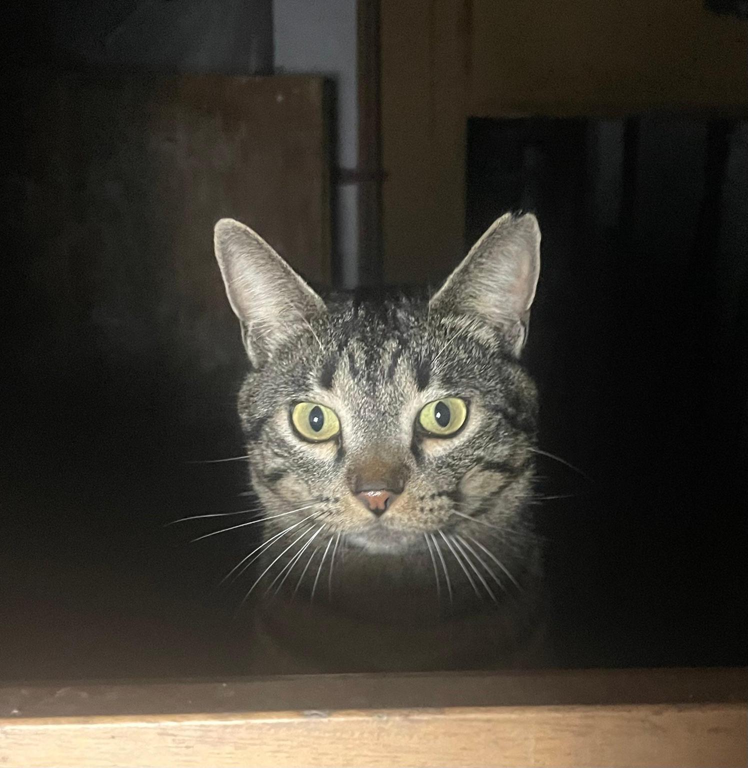 I Gatti della Colonia del Parco dell'Anfiteatro