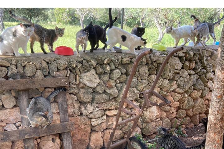 Castraciones Algaida⬛