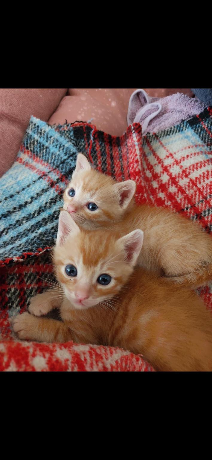Ayudar a los gatitos sin casa.