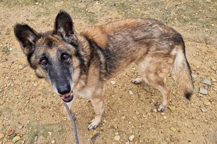 Medizinische Versorgung im Tierheim Tortosa
MMK Labortests