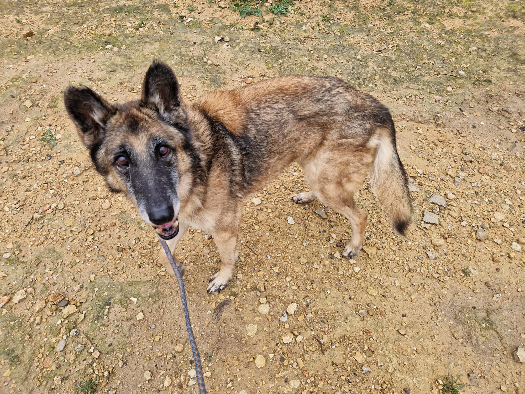Medizinische Versorgung im Tierheim Tortosa
MMK Labortests