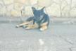 Ok Rescates caninos