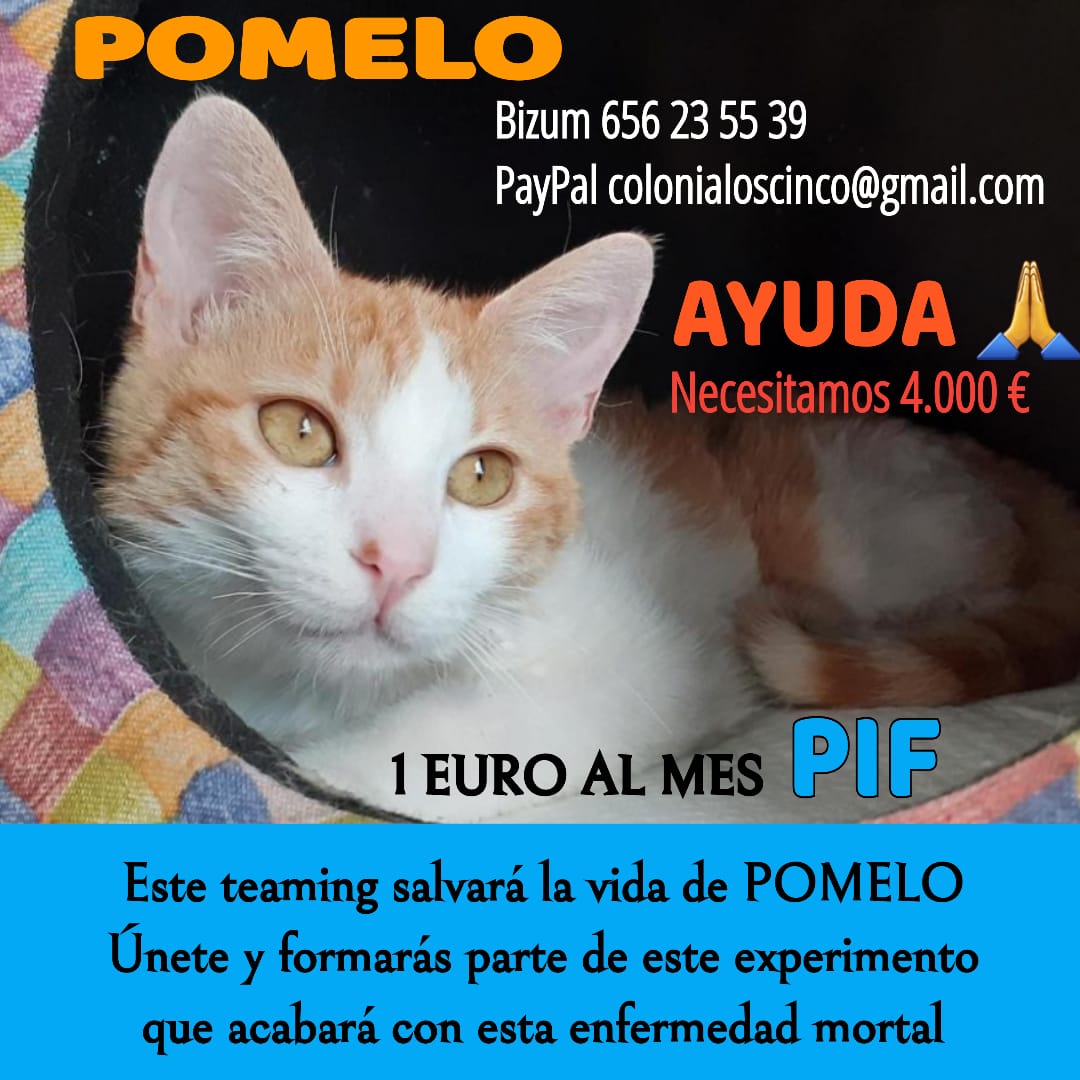 URGENTE, AYUDA A POMELO!