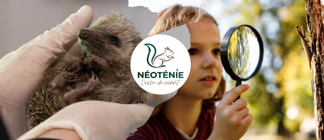 Néoténie