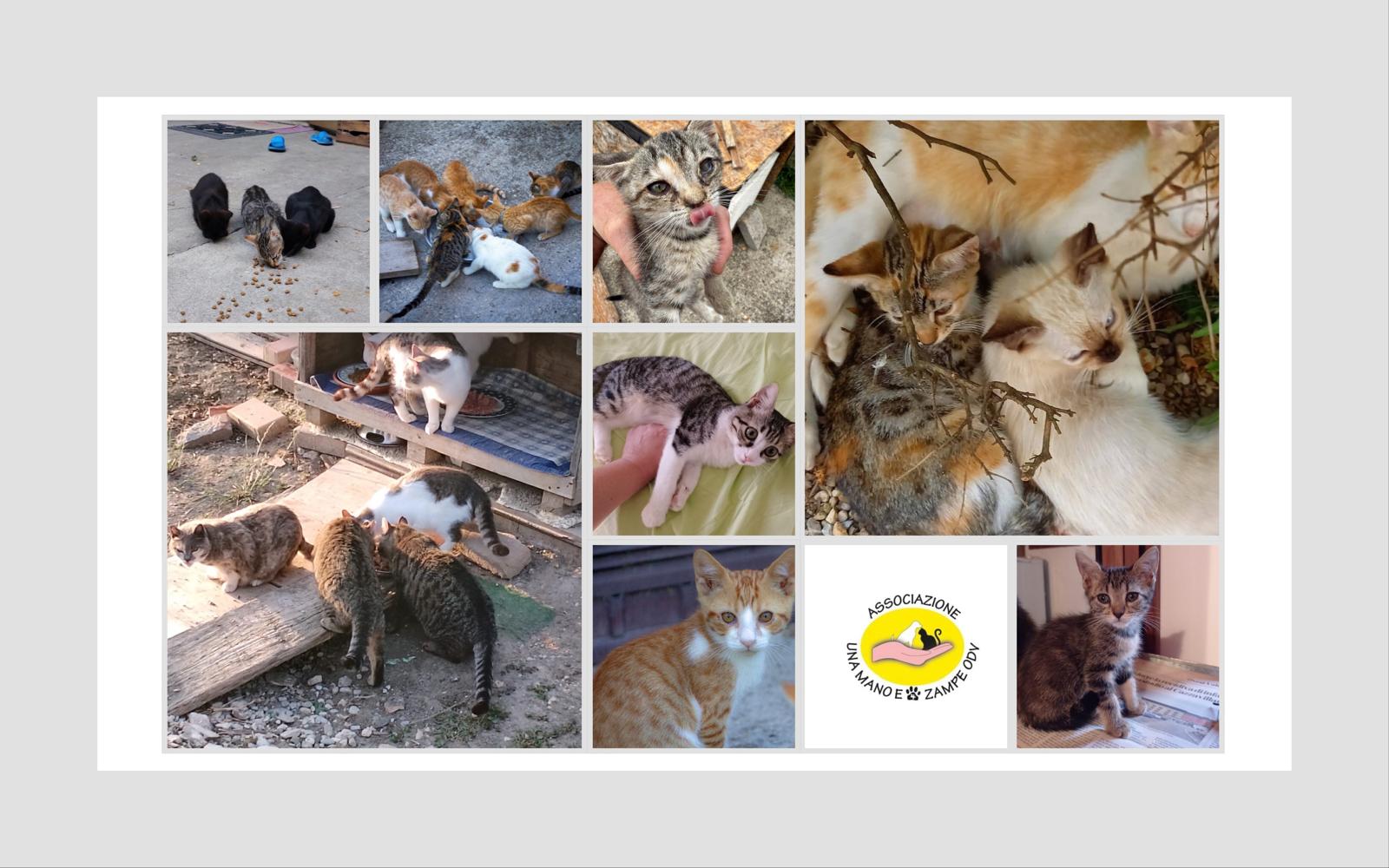 ASSOCIAZIONE UNA MANO E 4 ZAMPE ODV