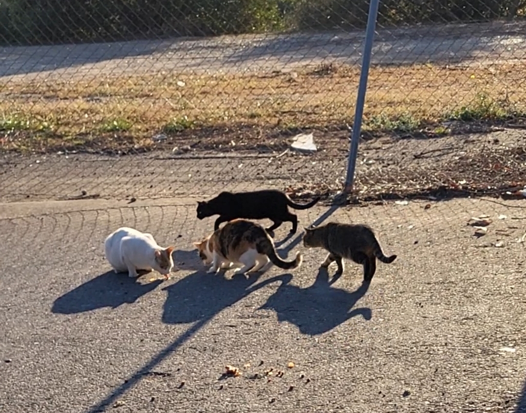 Esterilizar colonia de gatos descontrolada