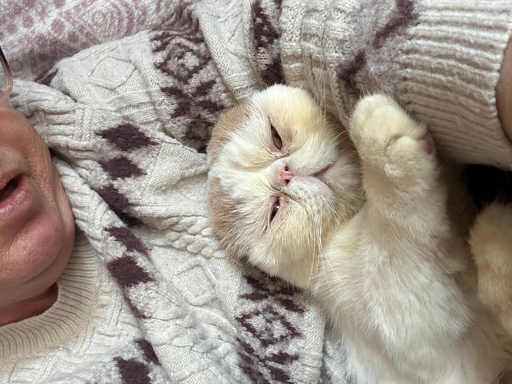 felinos sin hogar