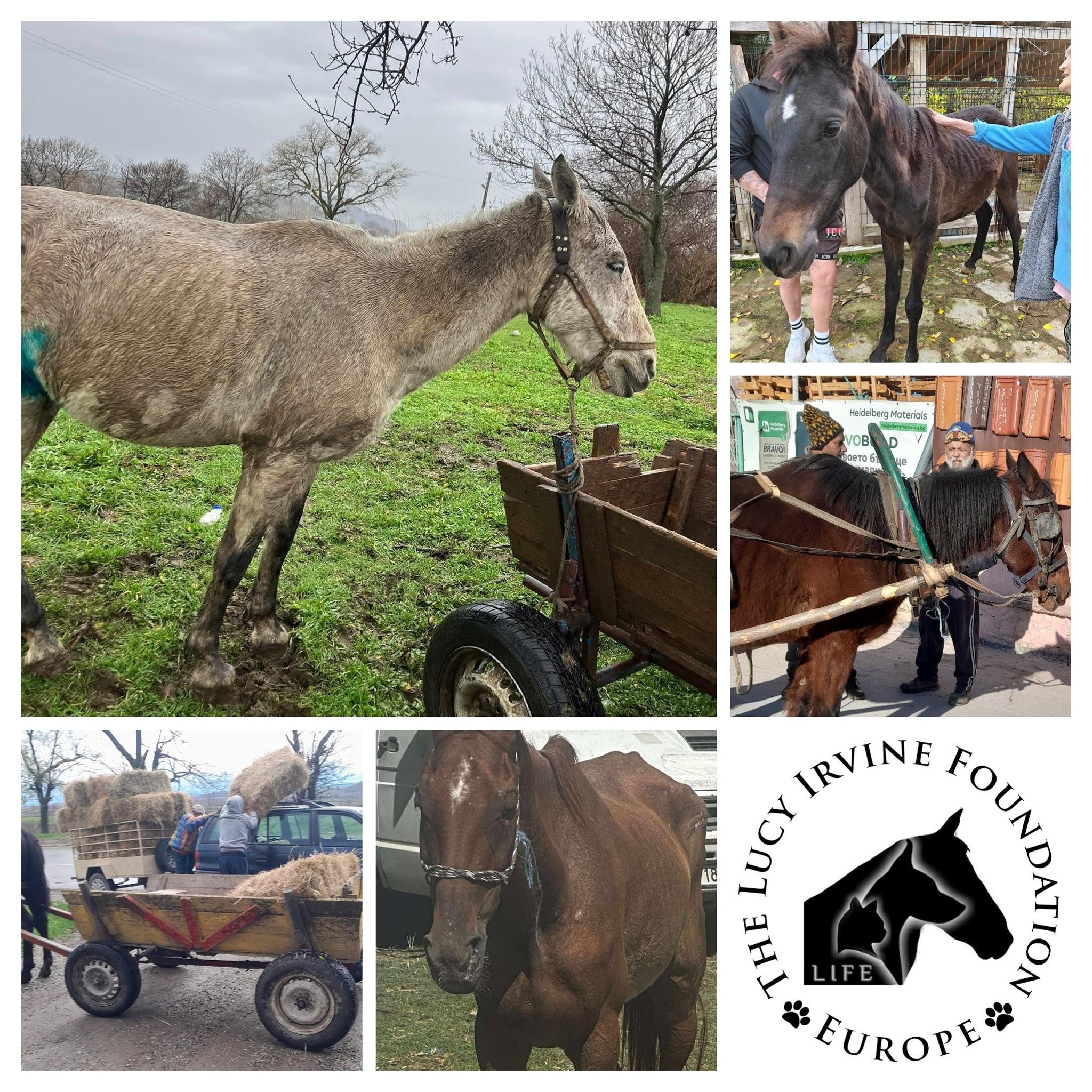 LUCY IRVINE FOUNDATION EUROPE