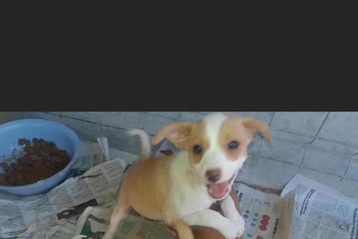 ASOCIACIÓN PARA LA DEFENSA DE LOS ANIMALES ABANDONADOS. Barxeta.