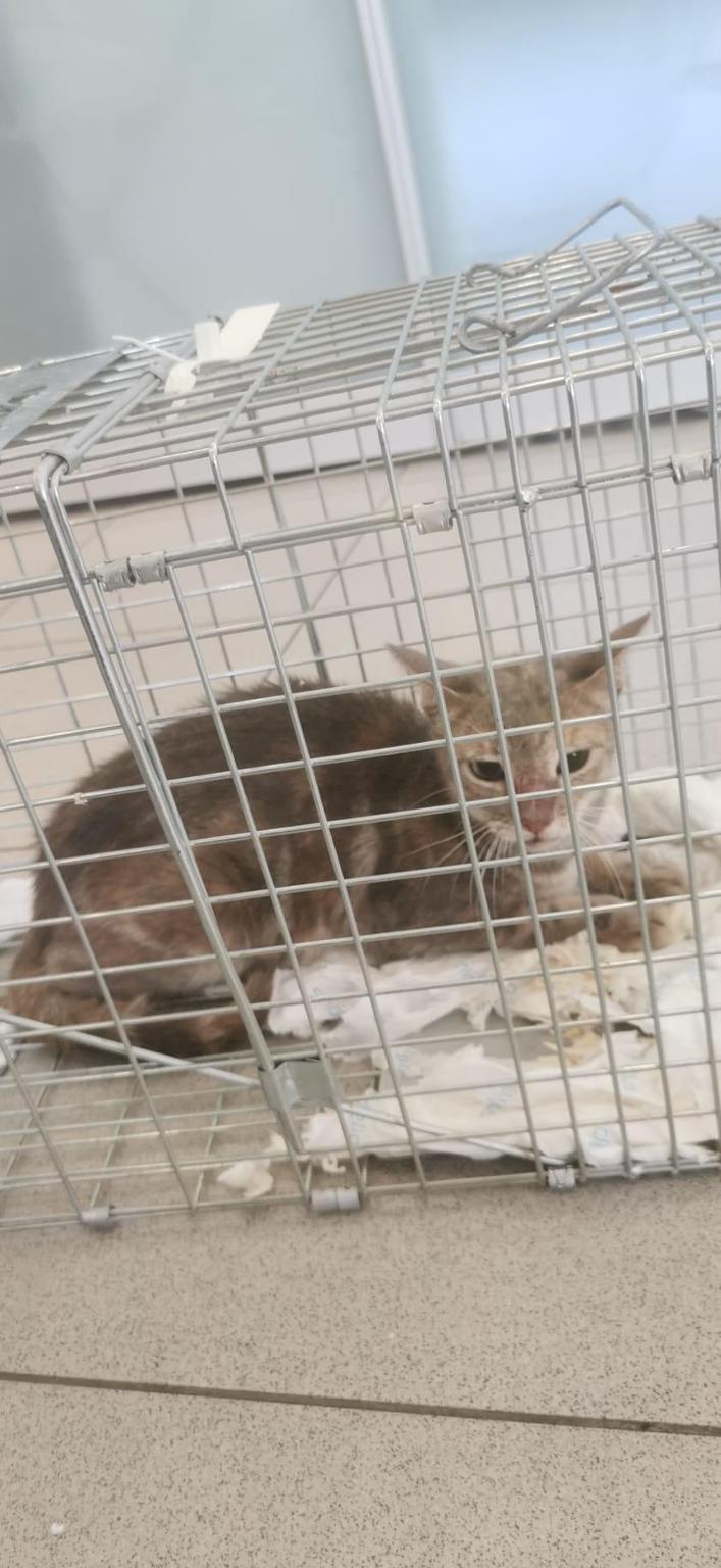 GATOS AMOROS