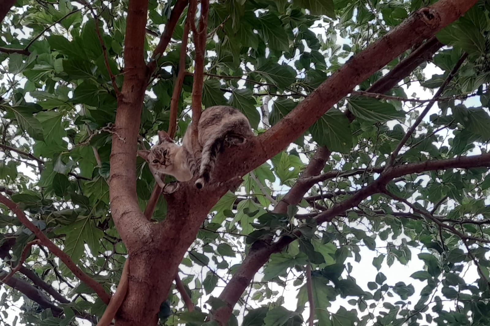 Rescates acogidas y adopciones Albal