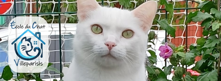 École Du Chat de Villeparisis