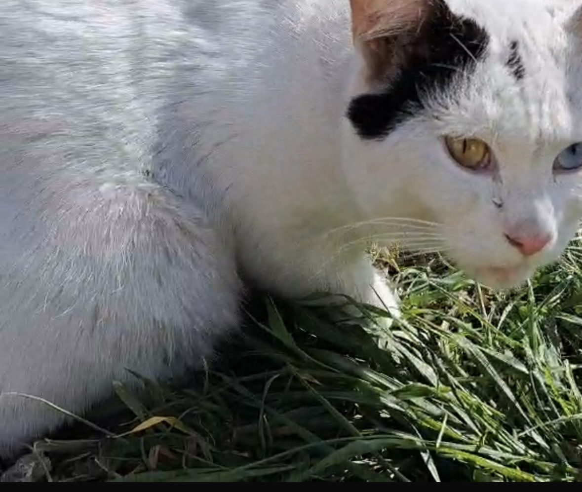 Association Pause Câline