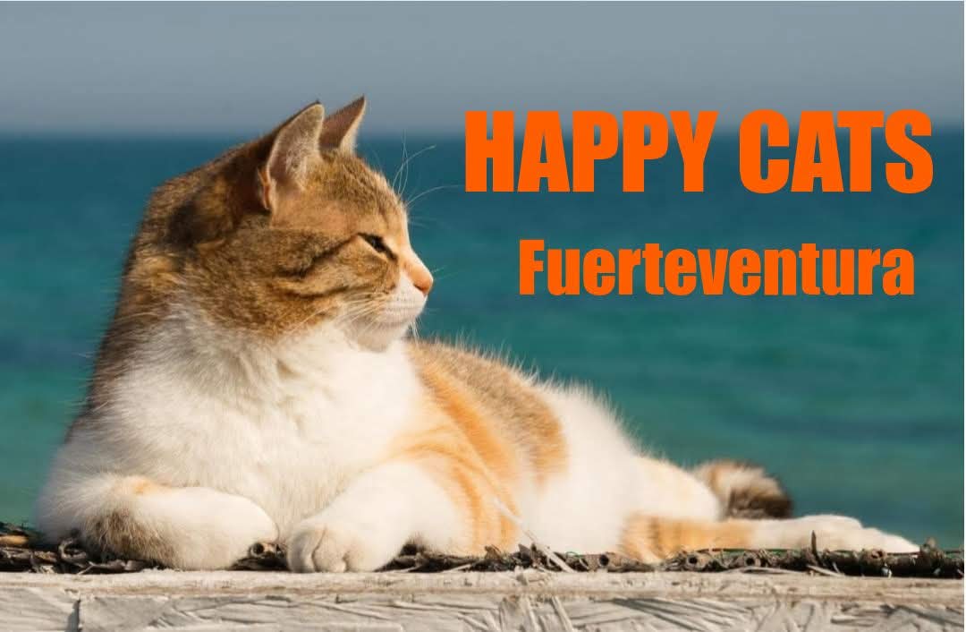 HAPPY CATS