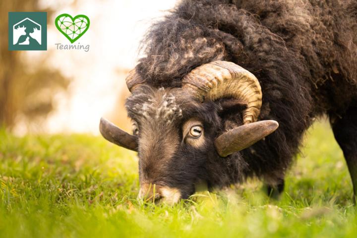 Animalist Shelters Network