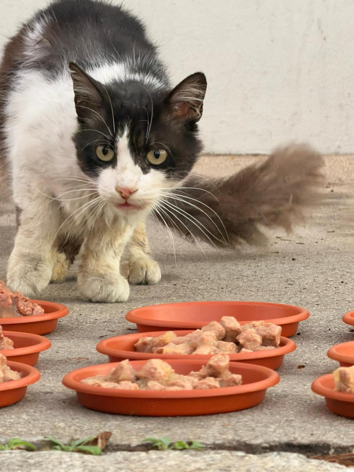 COLONIAS FELINAS PATRAIX