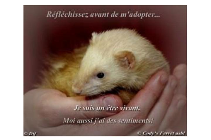 Cody's Ferret asbl - Refuge et pension pour furets