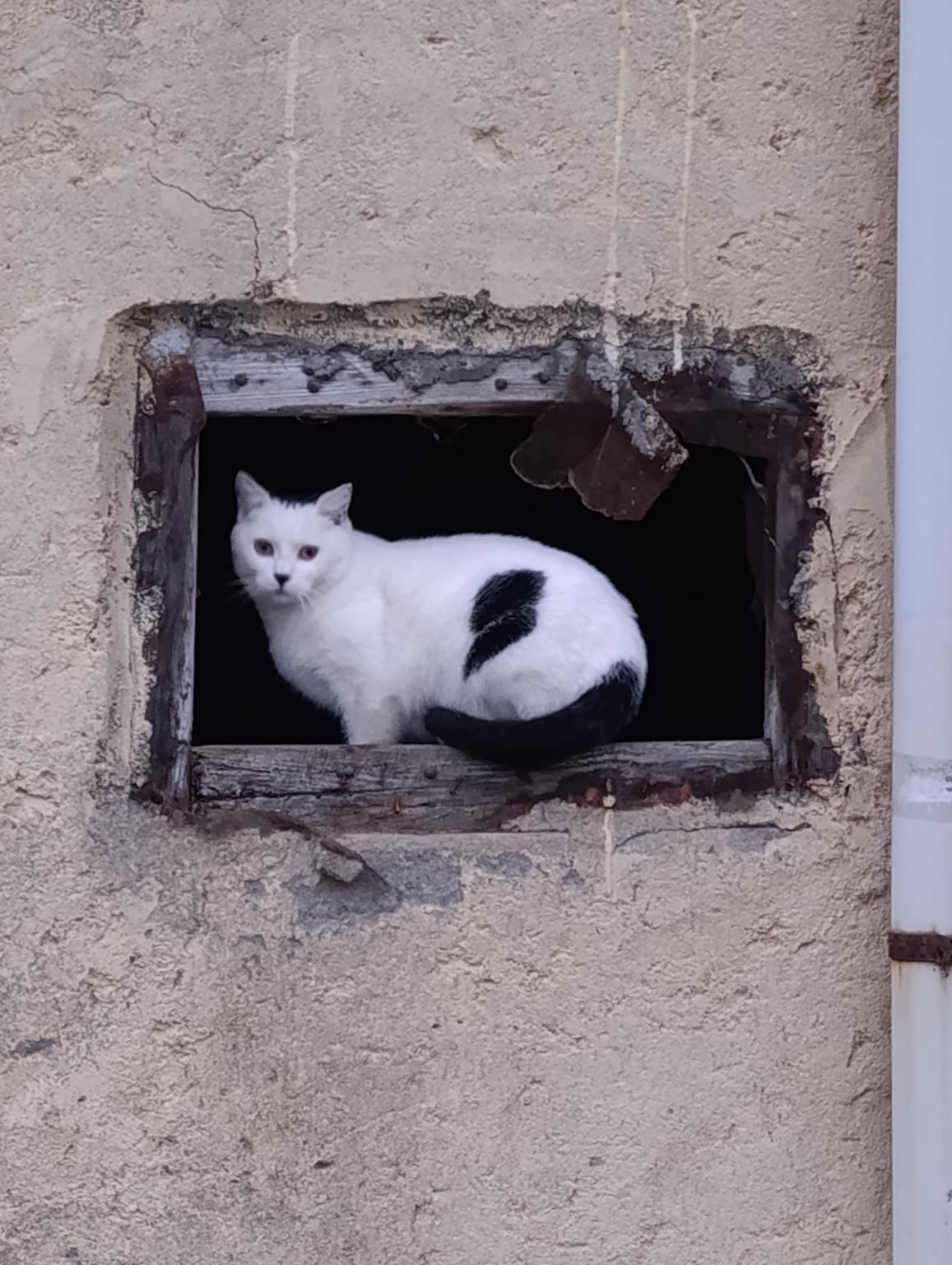 Colonias felinas - estomagos llenos