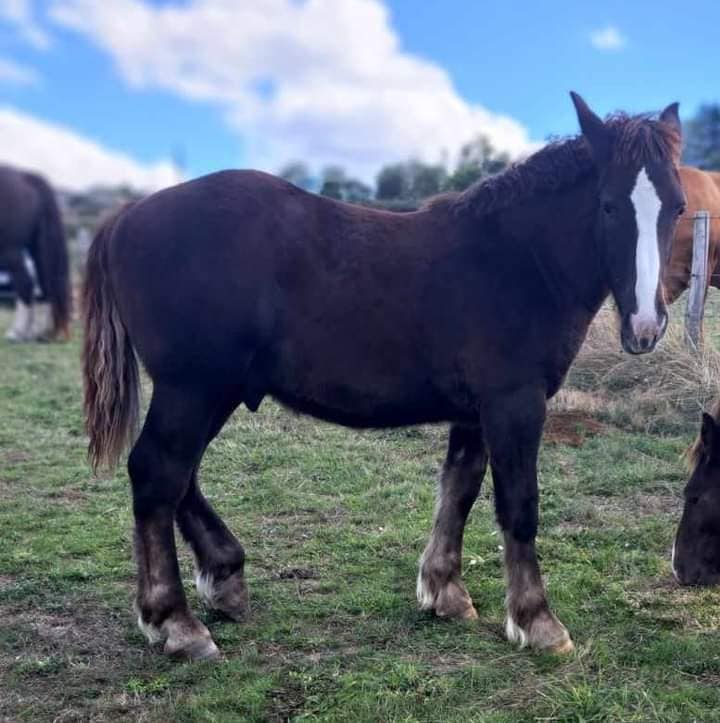 Association l'Arche des Prés Louvet