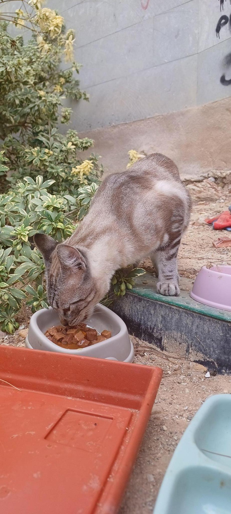 Gatos abandonados Algezares