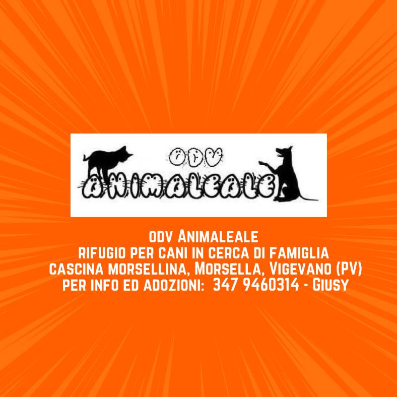 Animaleale ODV