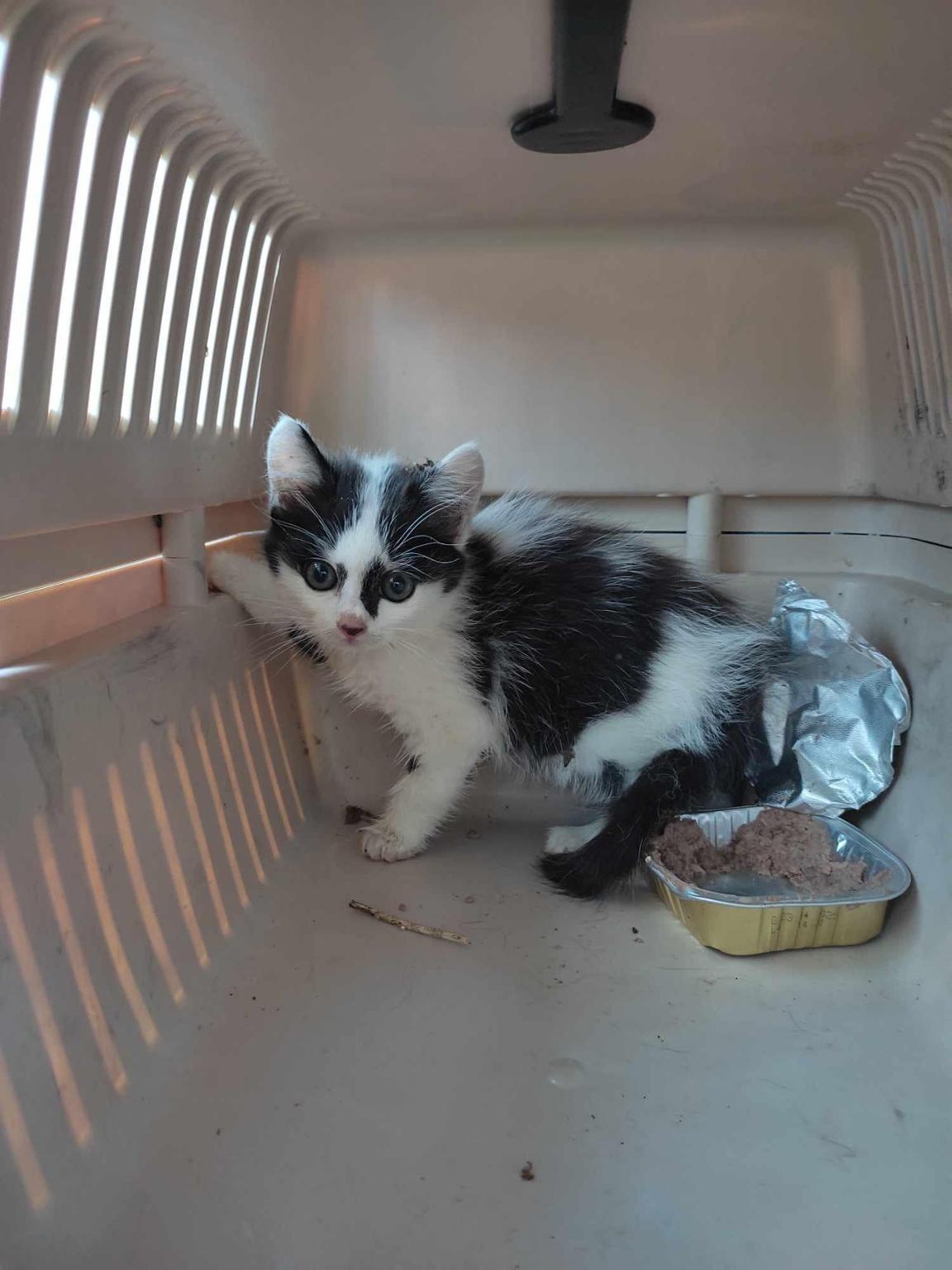 Les chats de la rue Poitiers